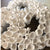 Coral Sculpture: Paper Clay